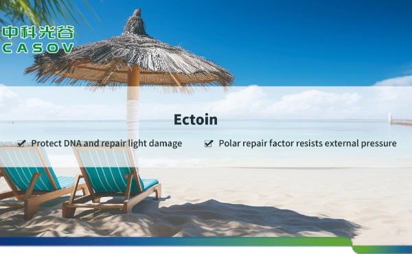 <font dir="auto" style="vertical-align: inherit;"><font dir="auto" style="vertical-align: inherit;">Potenziale della polvere di ectoina per la pelle (n. CAS: 96702-03-3): una prospettiva scientifica