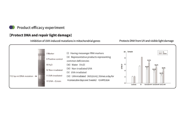 Polvere di ectoina per la pelle: protegge, ripara e idrata naturalmente