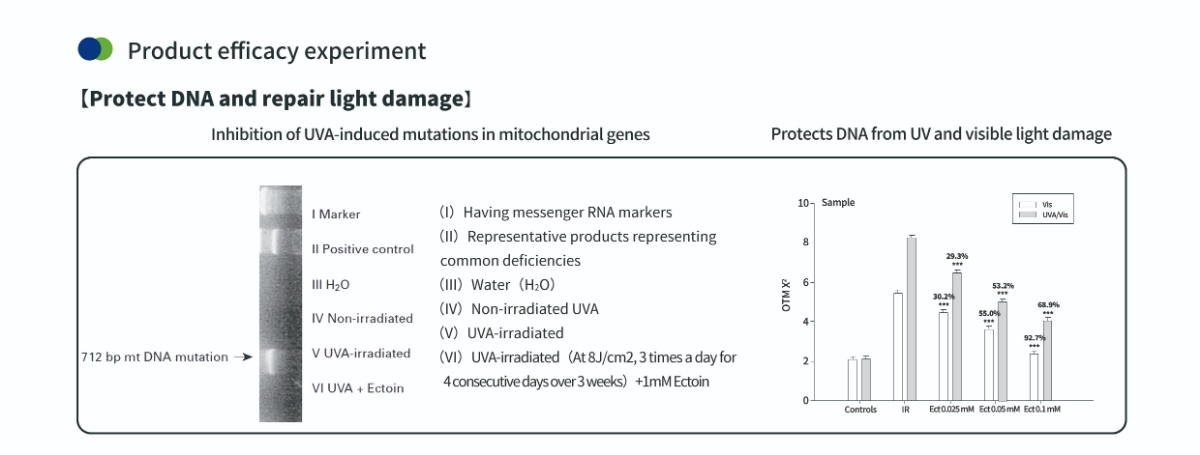 Proteggere il DNA con la polvere di ectoina per la pelle Proteggere il DNA con la polvere di ectoina per la pelle